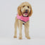 GF Pets Reversible Dog Raincoat | Pink Fiesta - Large