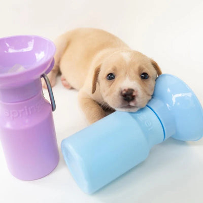 Springer Mini Dog Travel Bottle 15oz - Sky Blue