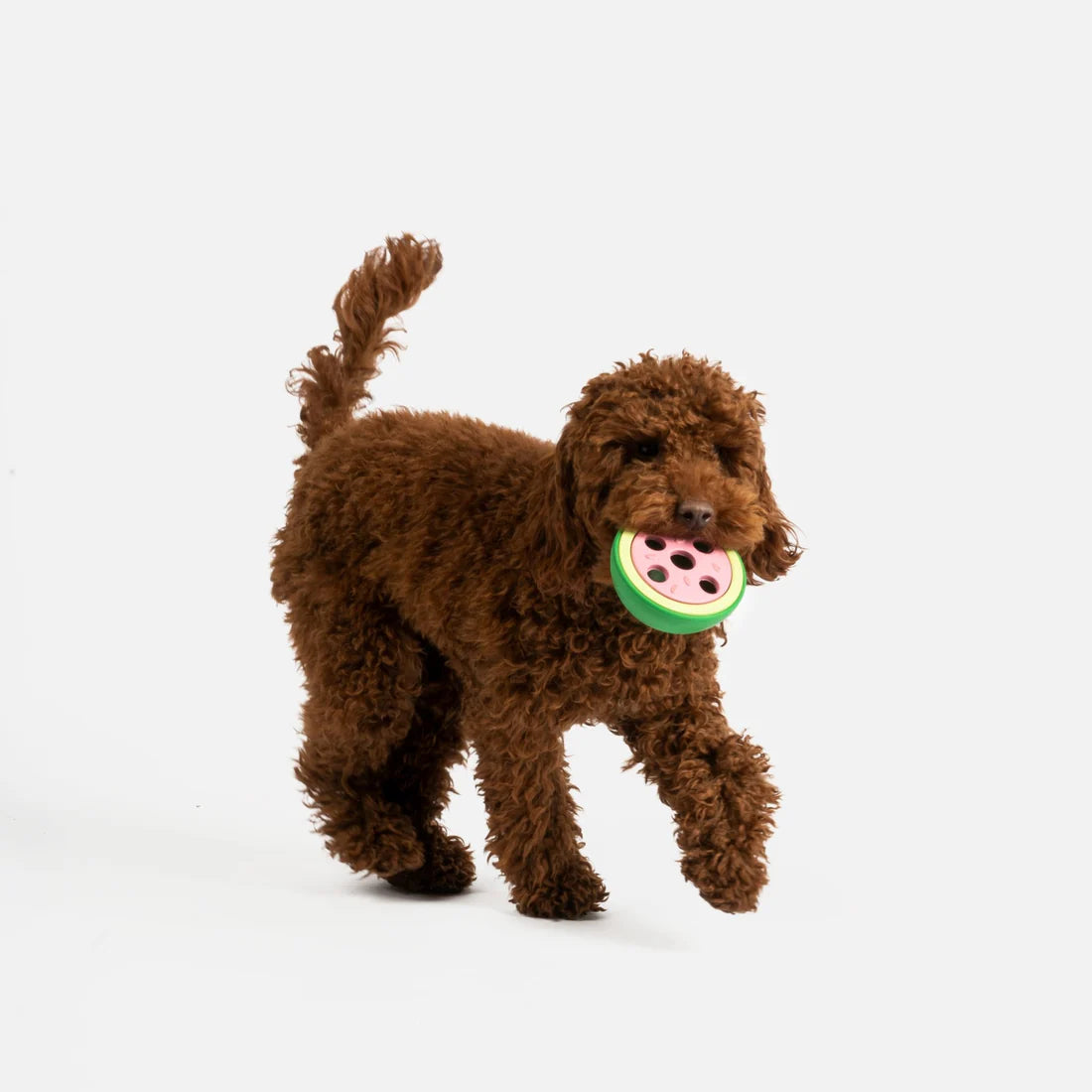 Silver Paw Watermelon Dog Toy | 100% Natural Rubber Chew for Safe & Interactive Play